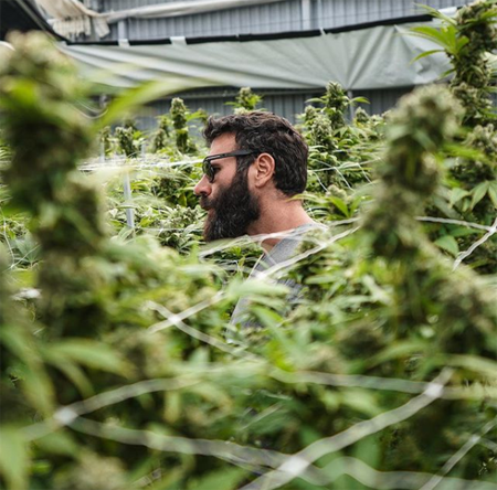 Dan Bilzerian cannabis farm.
